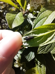 Harmonia axyridis