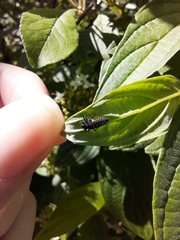 Harmonia axyridis