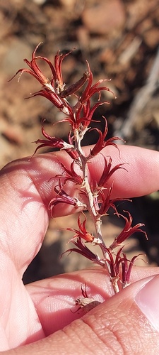 Adromischus filicaulis