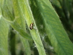 Cryptocephalus castaneus