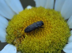 Anthaxia marmottani