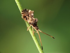 Centrocoris spiniger