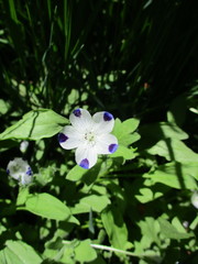 Nemophila maculata