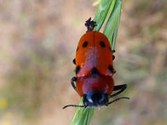 Tituboea sexmaculata