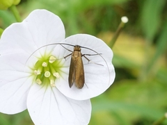 Cauchas rufimitrella