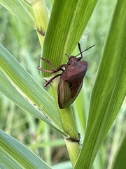 Chalcopis glandulosa