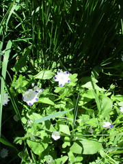 Nemophila maculata