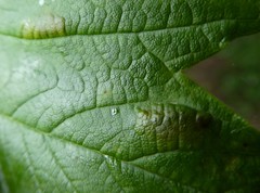 Aceria pseudoplatani