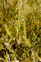 Genista germanica