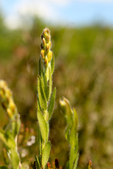 Genista germanica