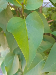 Dictyna