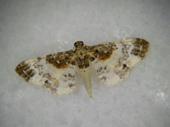 Eupithecia breviculata