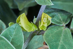 Macrotyloma axillare