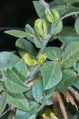 Macrotyloma axillare