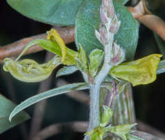 Macrotyloma axillare