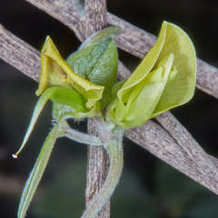 Macrotyloma axillare