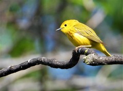 Setophaga petechia