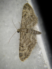 Gymnoscelis rufifasciata