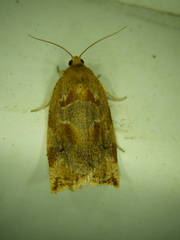 Archips xylosteana