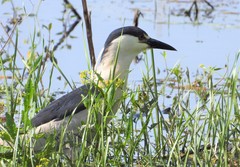 Nycticorax nycticorax