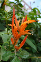 Heliconia psittacorum image