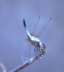 Brachydiplax chalybea