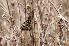 Eurranthis plummistaria