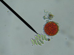 Haematococcus lacustris