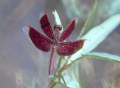 Brachydiplax chalybea