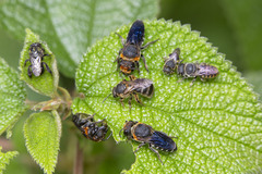 Callomegachile