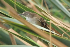 Bradypterus baboecala baboecala