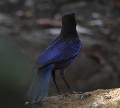 Myophonus horsfieldii