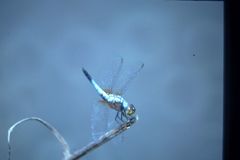 Brachydiplax chalybea