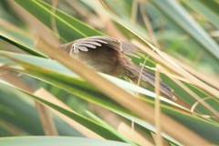 Bradypterus baboecala baboecala