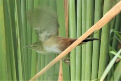 Bradypterus baboecala baboecala