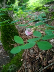 Lathyrus roseus
