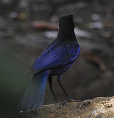 Myophonus horsfieldii