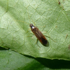 Phylus coryli