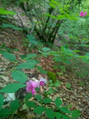 Lathyrus roseus