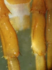 Lophobius loganus