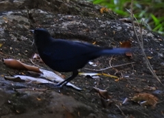 Myophonus horsfieldii