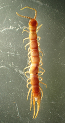 Lophobius loganus