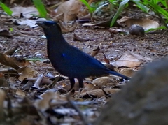 Myophonus horsfieldii