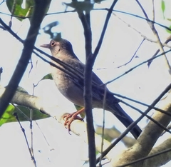 Turdus simillimus