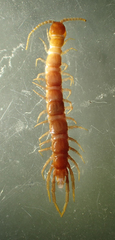Lophobius loganus