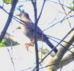 Turdus simillimus