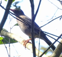 Turdus simillimus