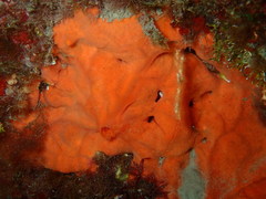 Spirastrella cunctatrix