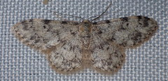 Idaea contiguaria