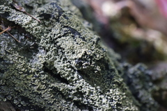Fuscopannaria sorediata